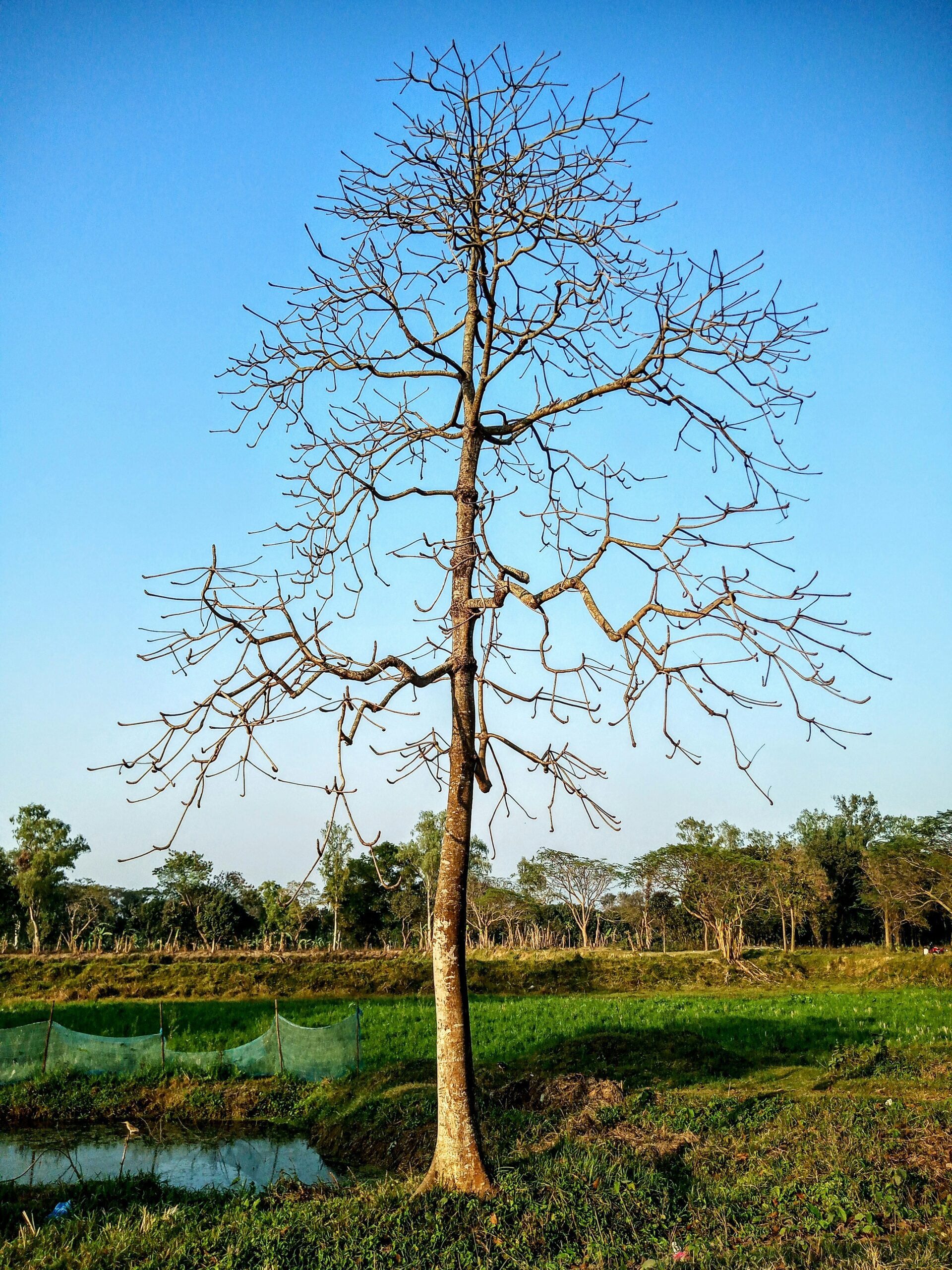 The Barren Fig Tree
